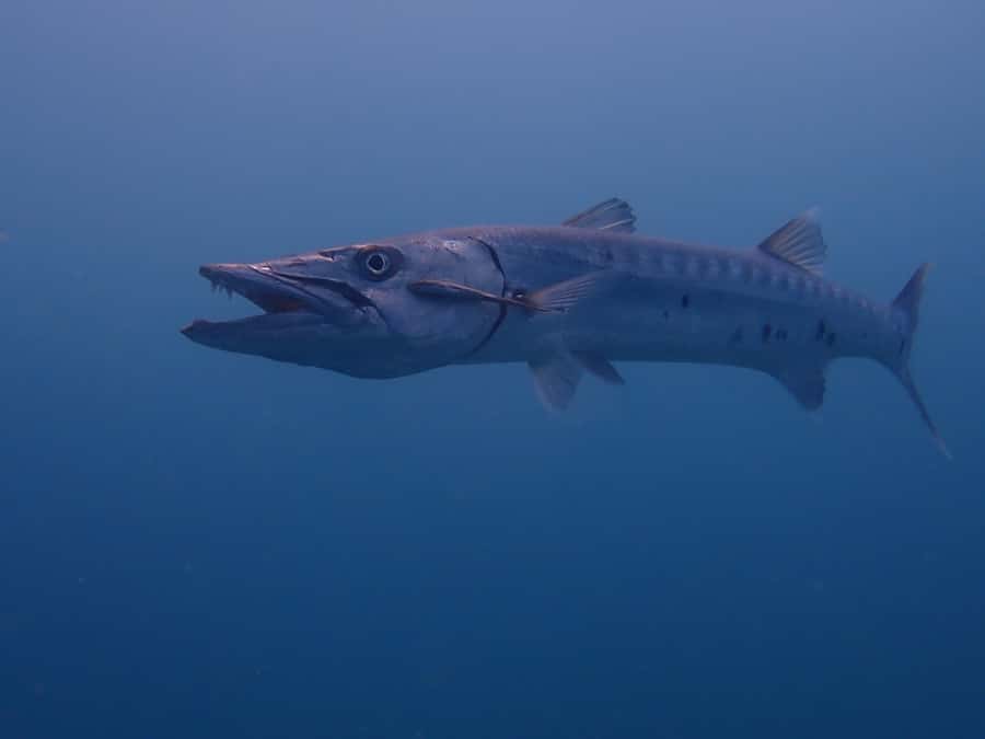 Cartagena: 2 Tanks Dive Plan For CERTIFIED DIVERS - Price and value: what you pay $165 for (and what to plan for)