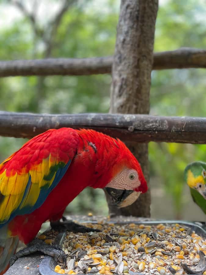 Cartagena: Aviary National Park Tour with Hotel Pickup - National Aviary of Colombia, the easiest way to see real birds up close