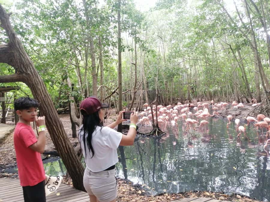 Cartagena: Aviary National Park Tour with Hotel Pickup - The Cartagena pickup, van ride, and why it matters for a half-day