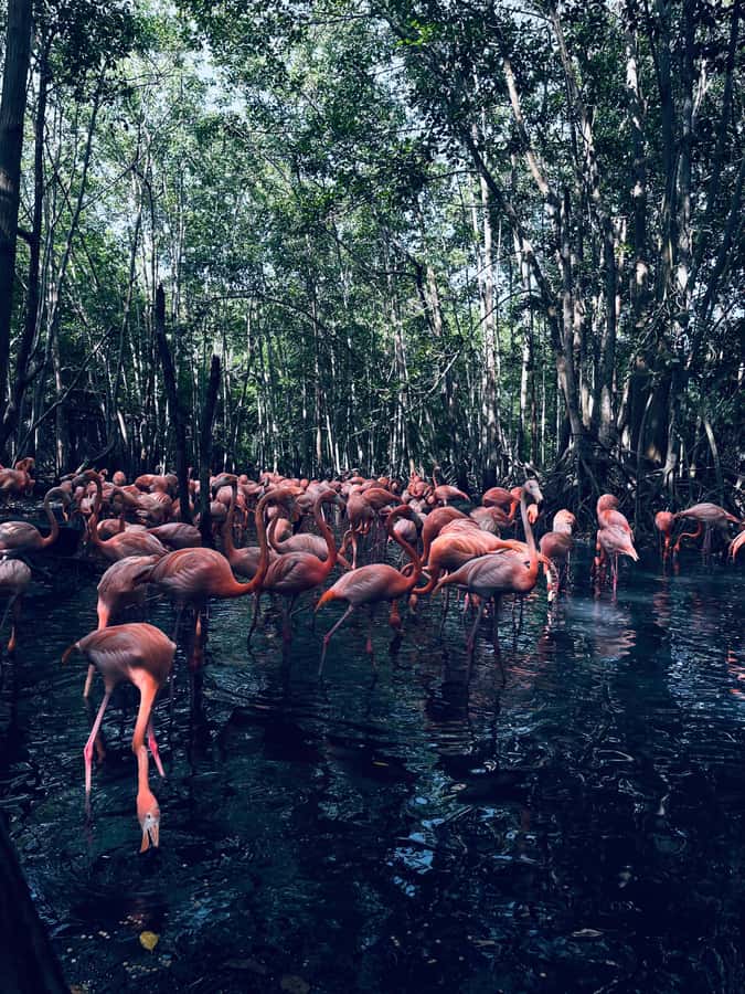 Cartagena: Aviary National Park Tour with Hotel Pickup - What you will see, and how to make the most of it