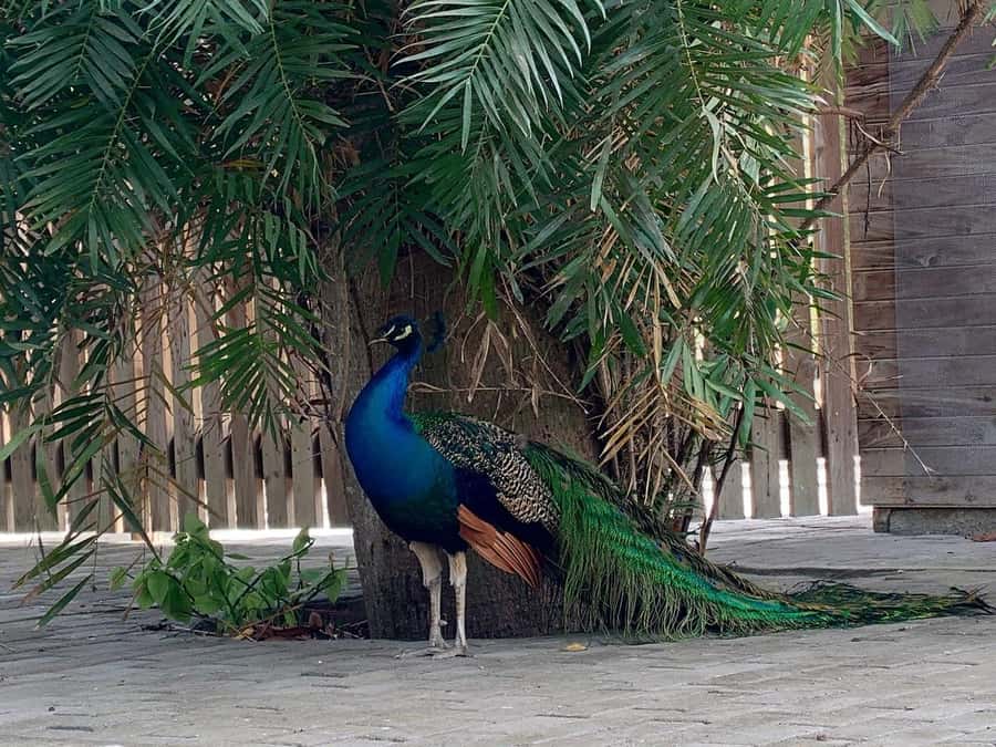 Cartagena: Baru Excursion + Aviary (ticket not included) + lunch - Barú beach time: how to use the swim-and-sun window