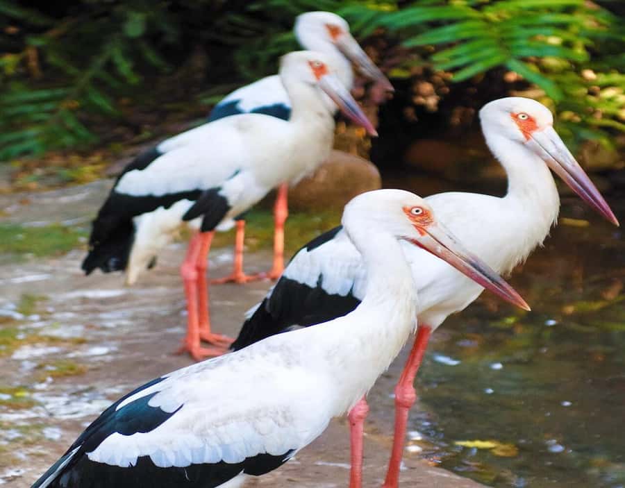 Cartagena: Baru Excursion + Aviary (ticket not included) + lunch - Price, value, and when this day trip is worth it