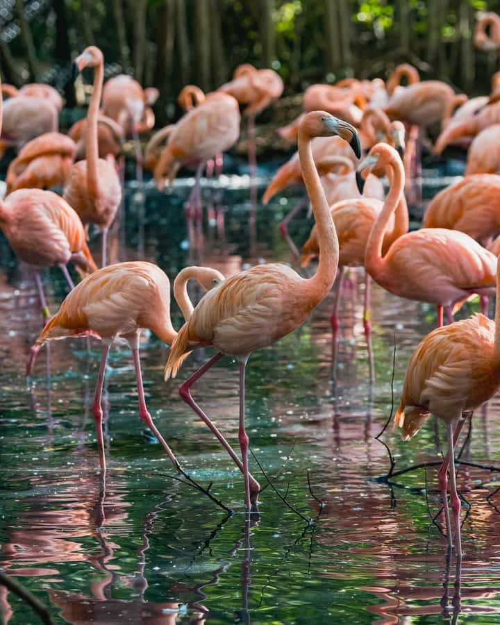 Cartagena: Baru Excursion + Aviary (ticket not included) + lunch - Getting to Barú: pickup options, van ride, and the timing reality