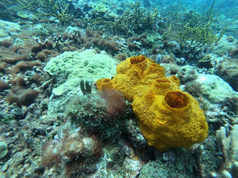 Cartagena: Basic Diving for beginners in Rosario Islands - Boat Ride to the Coral Reefs: Your Reef Session in the Parque Nacional