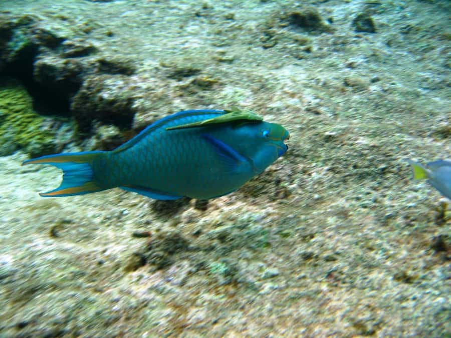 Cartagena: Basic Diving for beginners in Rosario Islands - What You See Underwater, and Why the Coaching Style Matters