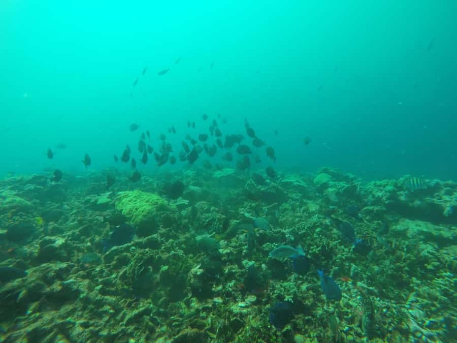 Cartagena: Basic Diving for beginners in Rosario Islands - Price and What You Really Get for $137