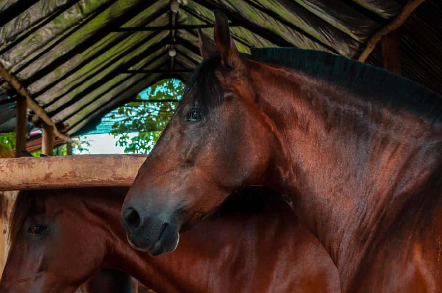 Cartagena: Beach Horse Ride and Colombian Equestrian Culture - Final Call: Should You Book the Cartagena Beach Horse Ride?