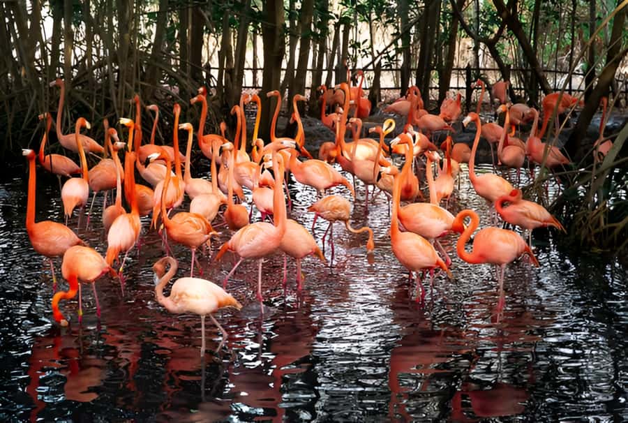 Cartagena: Daytour Aviary and Playa blanca, Barú by bus! - Why this Aviary plus Playa Blanca combo makes sense