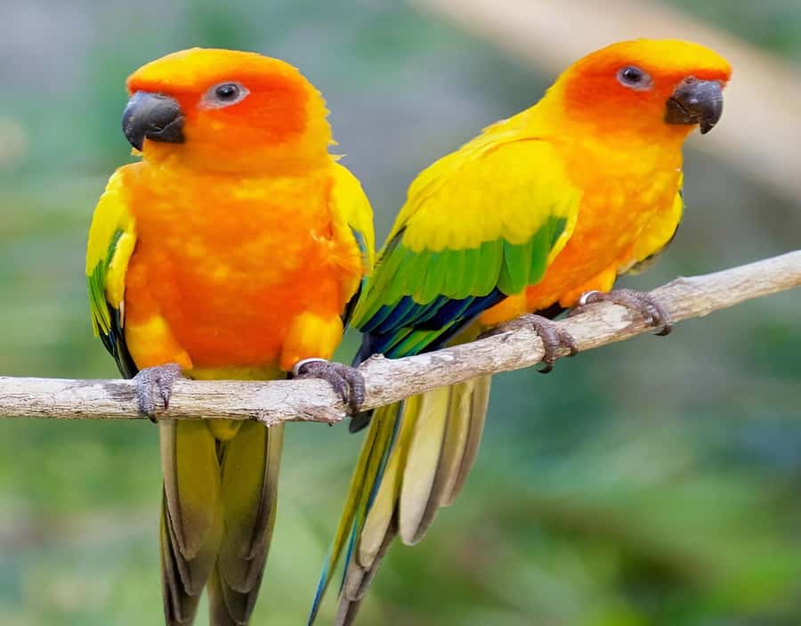 Cartagena: Daytour Aviary and Playa blanca, Barú by bus! - Aviario Nacional de Colombia: a good 2.5-hour nature stop