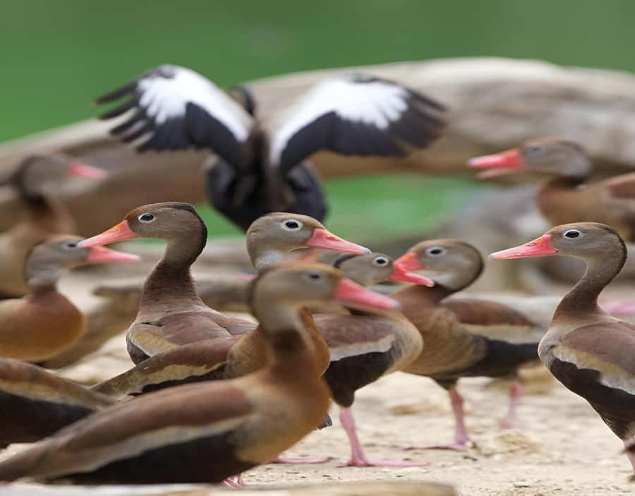 Cartagena: Daytour Aviary and Playa blanca, Barú by bus! - Lunch, what is included, and how to avoid surprise spending