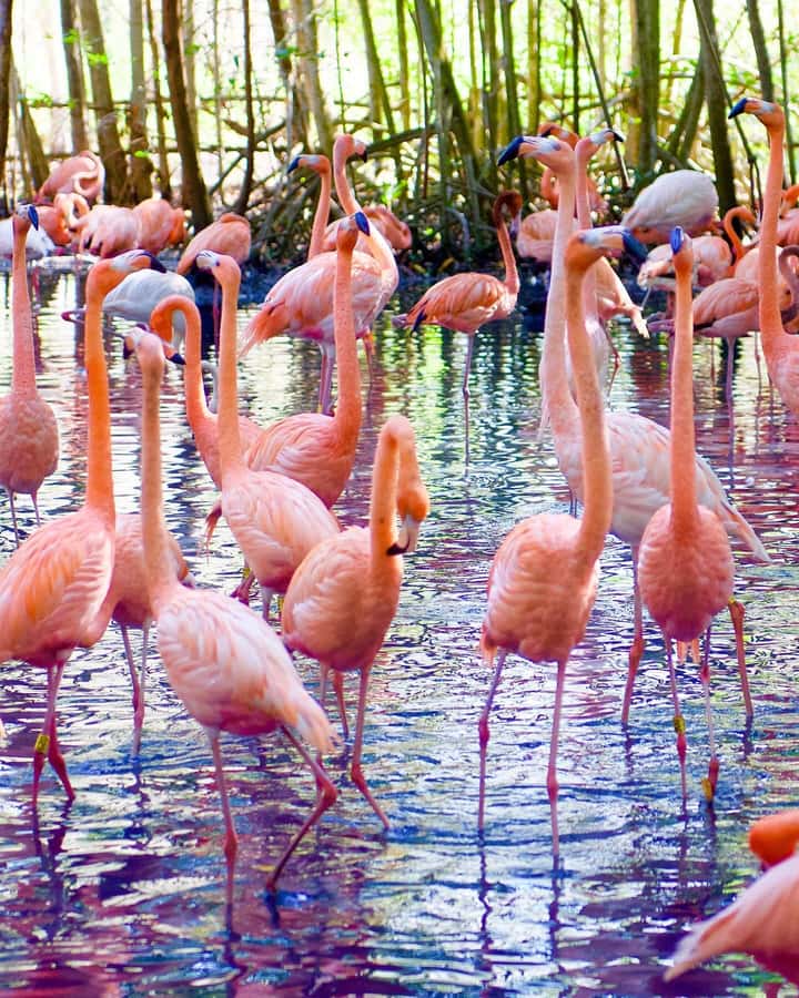 Cartagena:Daytour Aviary with entrance + Playa blanca by bus - Key takeaways before you go