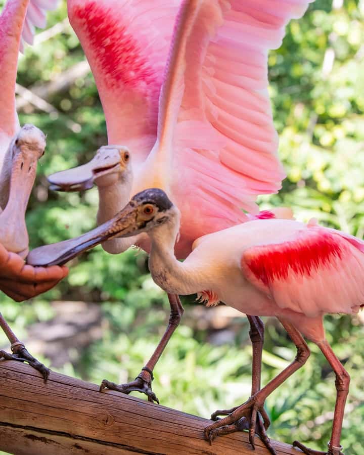 Cartagena:Daytour Aviary with entrance + Playa blanca by bus - Who this tour suits (and who should skip it)