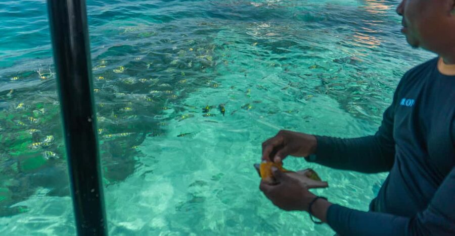 Cartagena: Ecoplan on Barú, Aviary and Oceanarium in one day - Oceanarium marine show vs coral reef snorkeling: pick based on your vibe