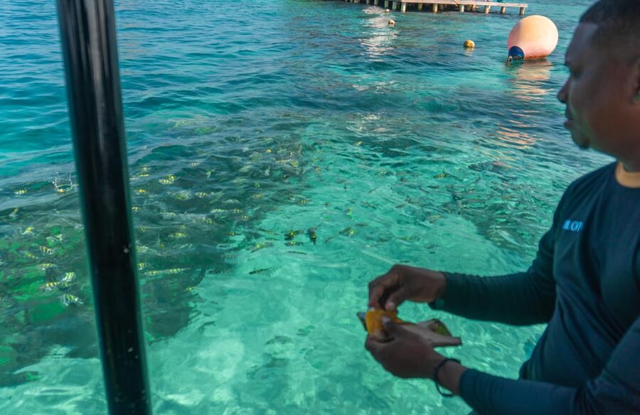 Cartagena: Ecoplan on Barú, Aviary and Oceanarium in one day - Typical lunch on Barú: fuel for the aviary tour