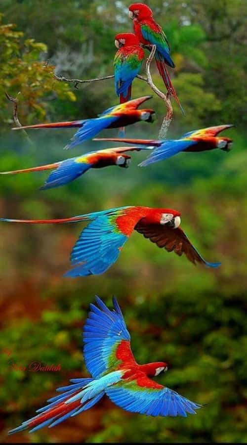 Cartagena: Entrance to the AVIARY with TRANSFER INCLUDED - Key highlights to know before you go
