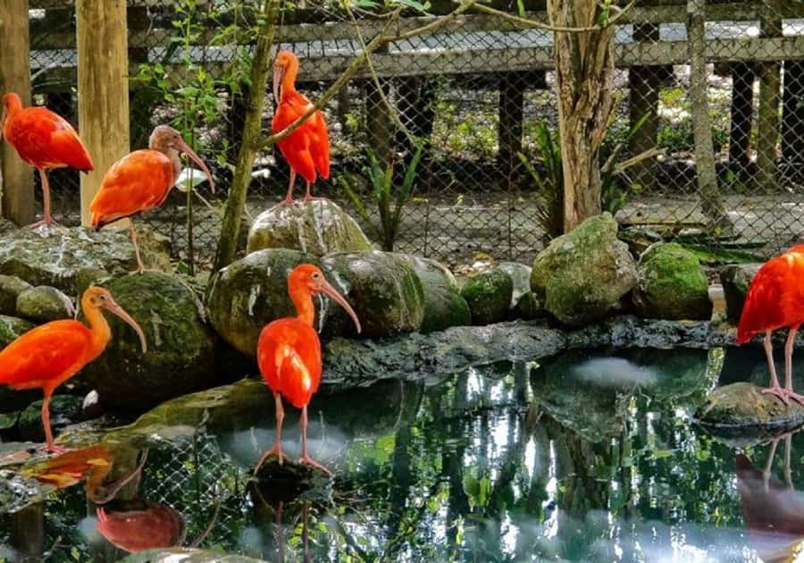 Cartagena: Entrance to the AVIARY with TRANSFER INCLUDED - Why the Aviario day trip feels better than a standard zoo stop