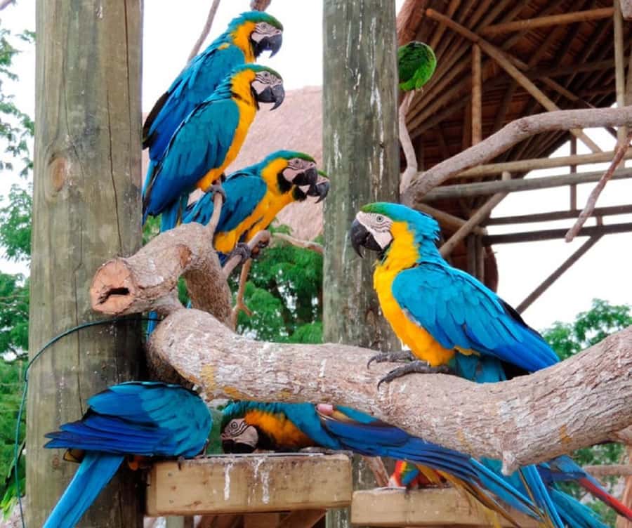Cartagena: Entrance to the AVIARY with TRANSFER INCLUDED - The ride to the aviary: getting the timing right for birds