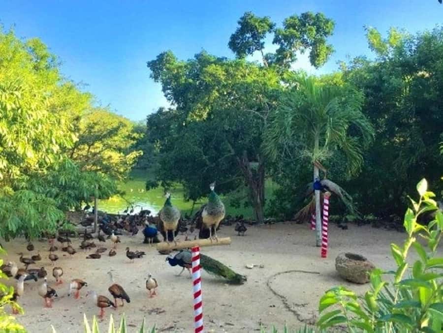 Cartagena: Entrance to the AVIARY with TRANSFER INCLUDED - Transfer to Playa Blanca Barú: switching from birds to beach mode