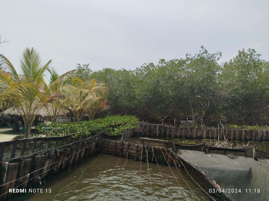 Cartagena: FISHERMEN'S ISLAND IN THE MANGROVES by canoe - Guided by a Native Bilingual Host: The Real Value of the Human Touch