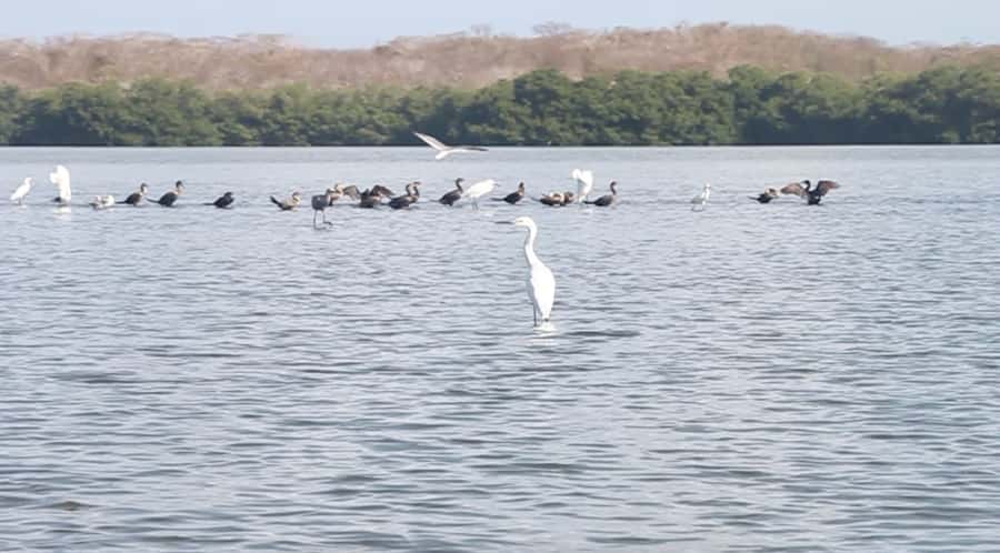 Cartagena Fishing, Crabbing, Birdwatching Experience + Lunch - Mangrove Tunnels, Crabbing Gear, and Birdwatching in One 4-Hour Block