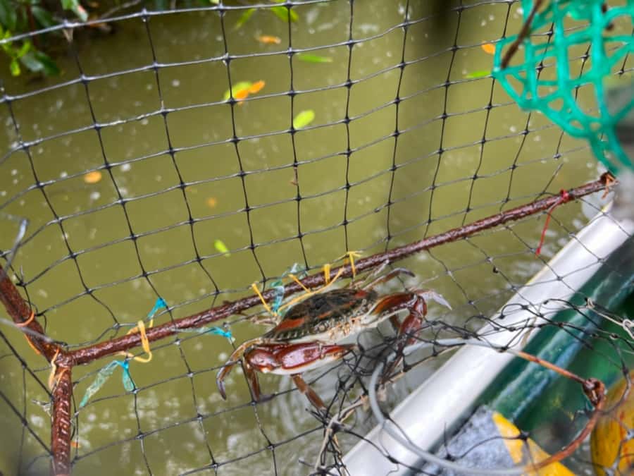 Cartagena Fishing, Crabbing, Birdwatching Experience + Lunch - Where You Start in Cartagena: Restaurante El Ñato to the Lagoon