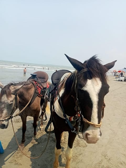 Cartagena: Horse riding on the beaches of Cartagena & PHOTOS - Why the beach time feels easy, and what you’ll see along the way