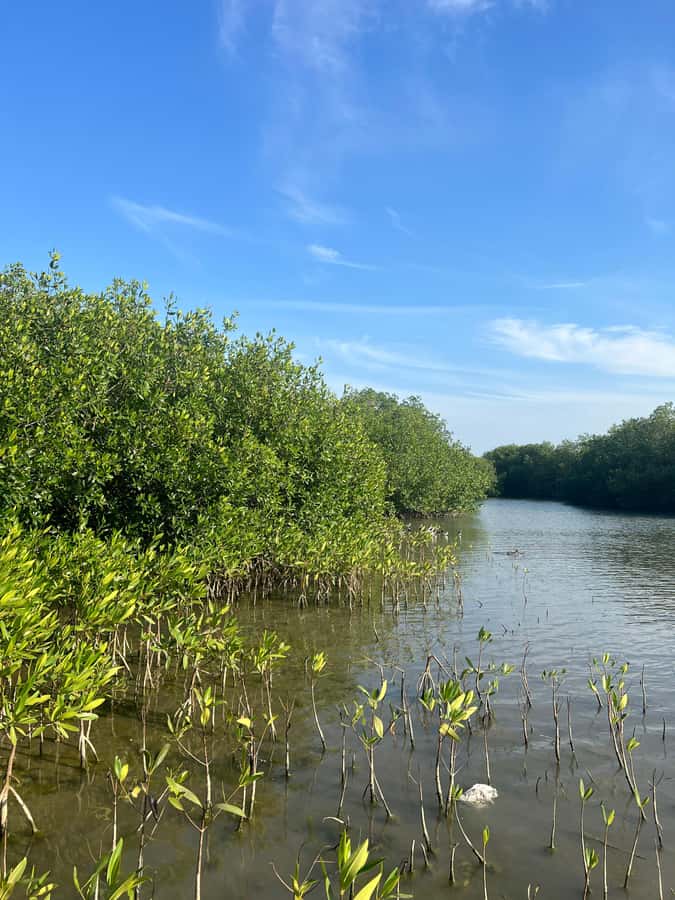 Cartagena: Mangrove Eco Tour & Fishing with Transportation - First guided boat time in La Boquilla: calm channels and real ecosystem facts
