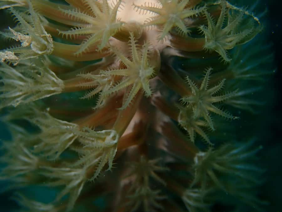 Cartagena: PADI DISCOVER SCUBA / MINICURSO DE BUCEO - Two 50-Minute Underwater Sessions at 5 to 10 Meters