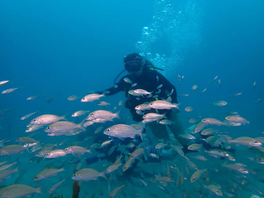 Cartagena: PADI DISCOVER SCUBA / MINICURSO DE BUCEO - Price and Value: What $168 Buys You in Real Terms