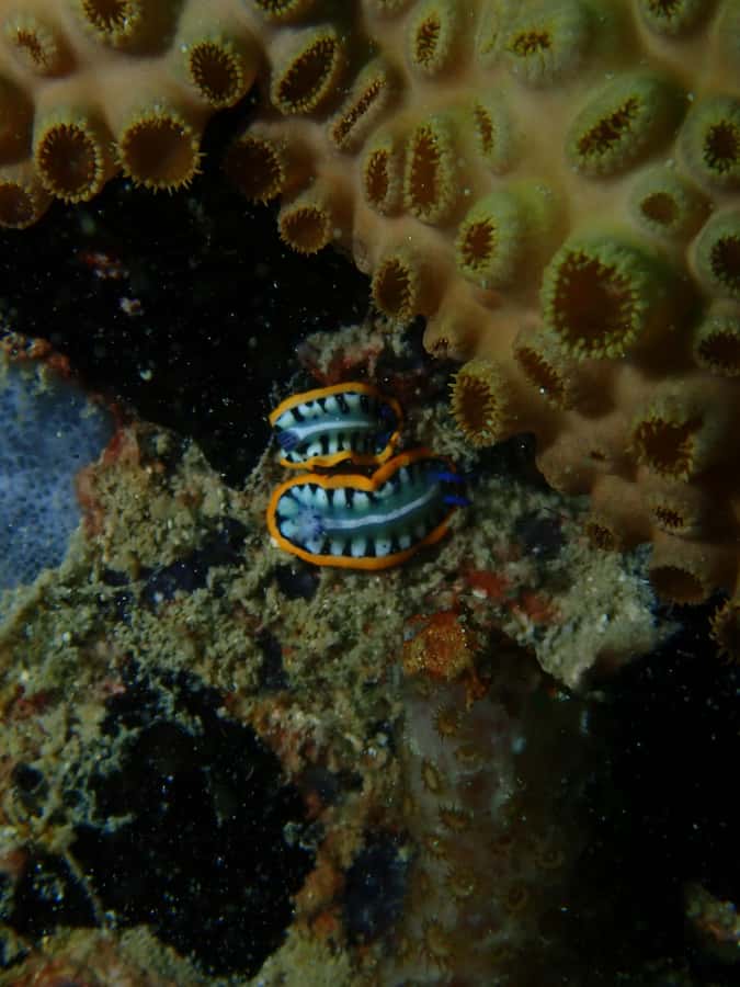 Cartagena: PADI DISCOVER SCUBA / MINICURSO DE BUCEO - Practical Tips That Make Your Day Smoother