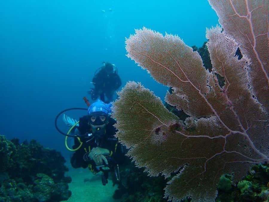 Cartagena: PADI DISCOVER SCUBA / MINICURSO DE BUCEO - The Training Part Before You Ever Go Under: Theory and Optional Pool Practice