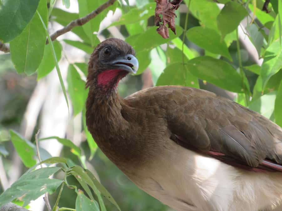 Cartagena: Private Bird-Watching Tour with Breakfast - Key Things You Will Notice on This Tour