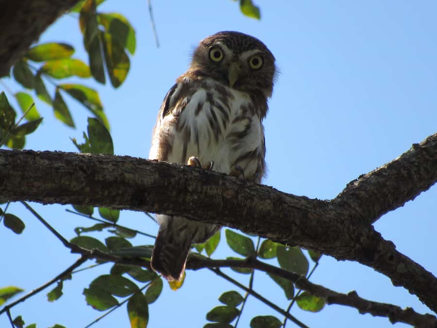 Cartagena: Private Bird-Watching Tour with Breakfast - Why this Cartagena Bird Walk Is a Real Change of Pace