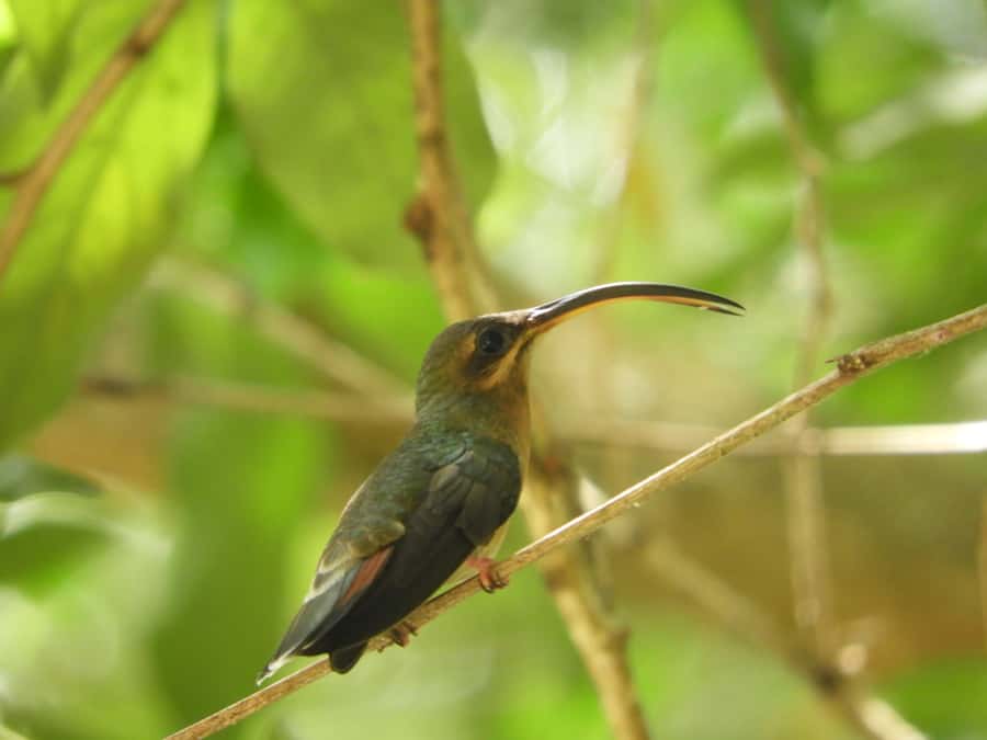 Cartagena: Private Bird-Watching Tour with Breakfast - The Reserve Walk: Tropical Forest, Gallery Forest, and Your Guide’s Strategy