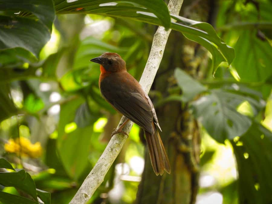 Cartagena: Private Bird-Watching Tour with Breakfast - The Birds You Can Expect to See (And Why It Feels Different From a Generic Tour)