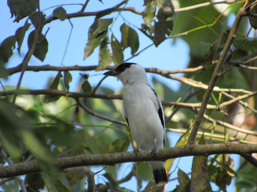 Cartagena: Private Bird-Watching Tour with Breakfast - Breakfast in the Morning: The Meal That Becomes Part of the Story