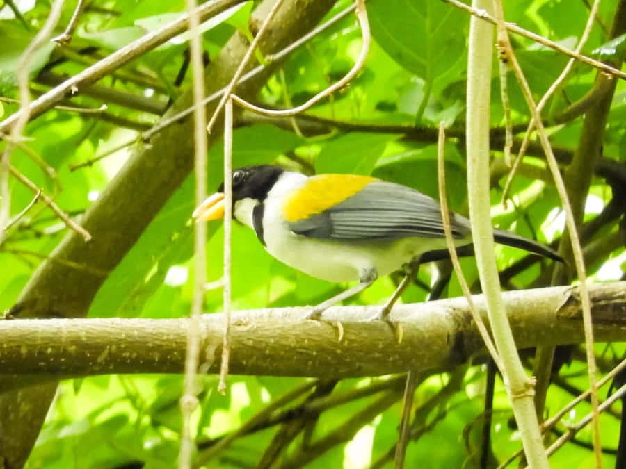 Cartagena: Private Bird-Watching Tour with Breakfast - Photos and the Little Souvenir You Actually Use