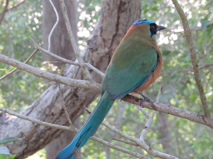 Cartagena: Private Bird-Watching Tour with Breakfast - Price and Value: What $338 Buys You for Two