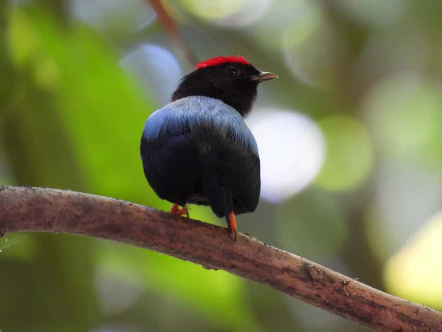 Cartagena: Private Bird-Watching Tour with Breakfast - Leaving Cartagena: The Drive That Sets the Mood