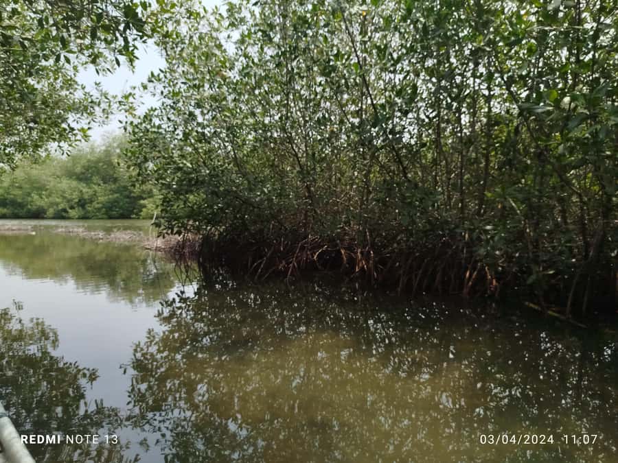 Cartagena: Private Sail in the mangrove GUIDE in ENGLISH - Key things to know before you go