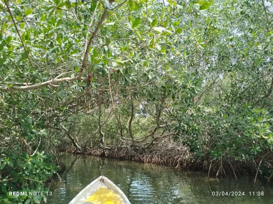 Cartagena: Private Sail in the mangrove GUIDE in ENGLISH - Wildlife spotting: crabs, birds, flamingos, and the rest of the cast