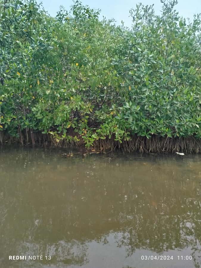 Cartagena: Private Sail in the mangrove GUIDE in ENGLISH - Price and value: is $25 worth it for this mangrove time?
