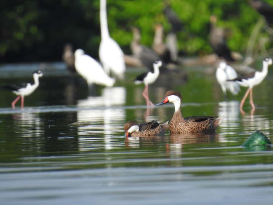 Cartagena: Private Sail in the mangrove GUIDE in ENGLISH - The private canoe sail and the 3 tunnel route