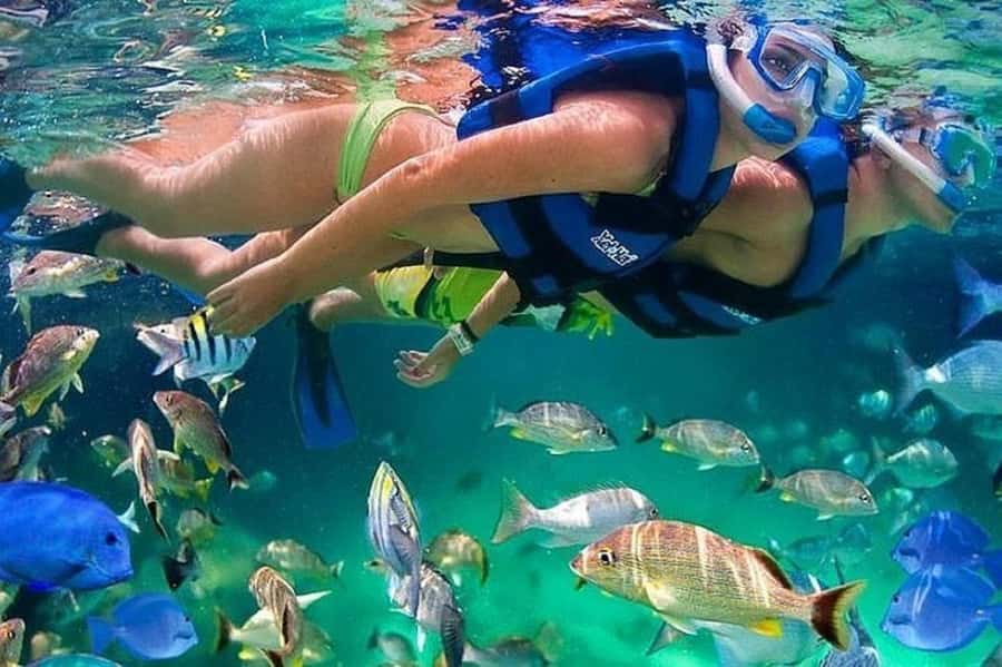 Cartagena: Raccoon Island Snorkel, Mangrove, Photos & Lunch - How the mangroves and raccoons make this tour feel special