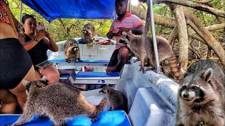 Cartagena: Raccoon Island Snorkel, Mangrove, Photos & Lunch - Morning pickup in Cartagena, and why the timing matters