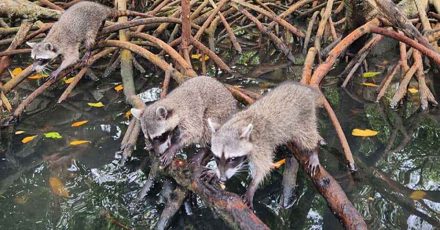 Cartagena: Raccoon Island Snorkel, Mangrove, Photos & Lunch - Speedboat segments, and what they do to your day
