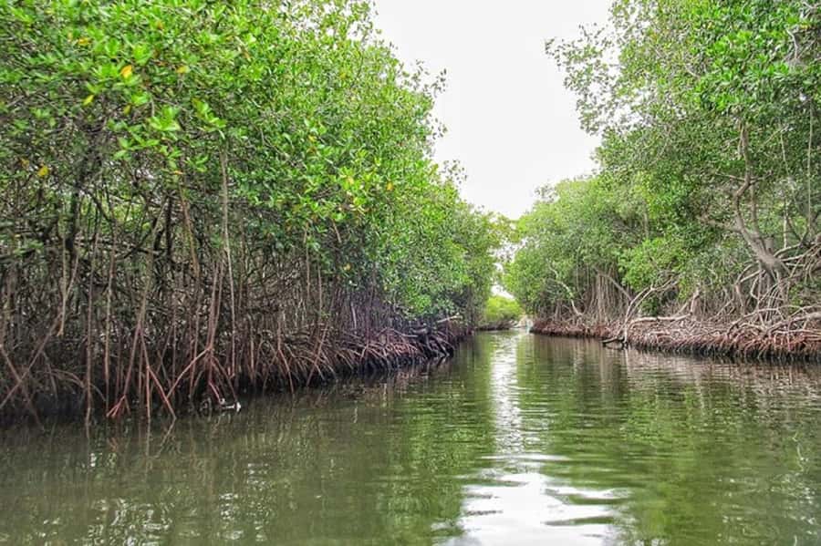 Cartagena: Raccoon Island Snorkel, Mangrove, Photos & Lunch - Snorkeling, underwater photos, and how much time you likely get