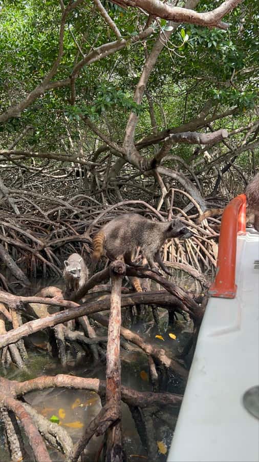 Cartagena: Raccoon Island Snorkel, Mangrove, Photos & Lunch - Playa Blanca, lunch on Barú, and that short beach window