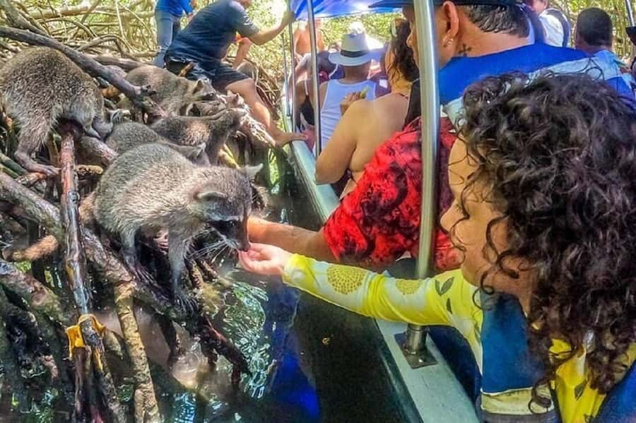Cartagena: Raccoon Island Snorkel, Mangrove, Photos & Lunch - Price and value: is $85 a fair deal for this kind of day?