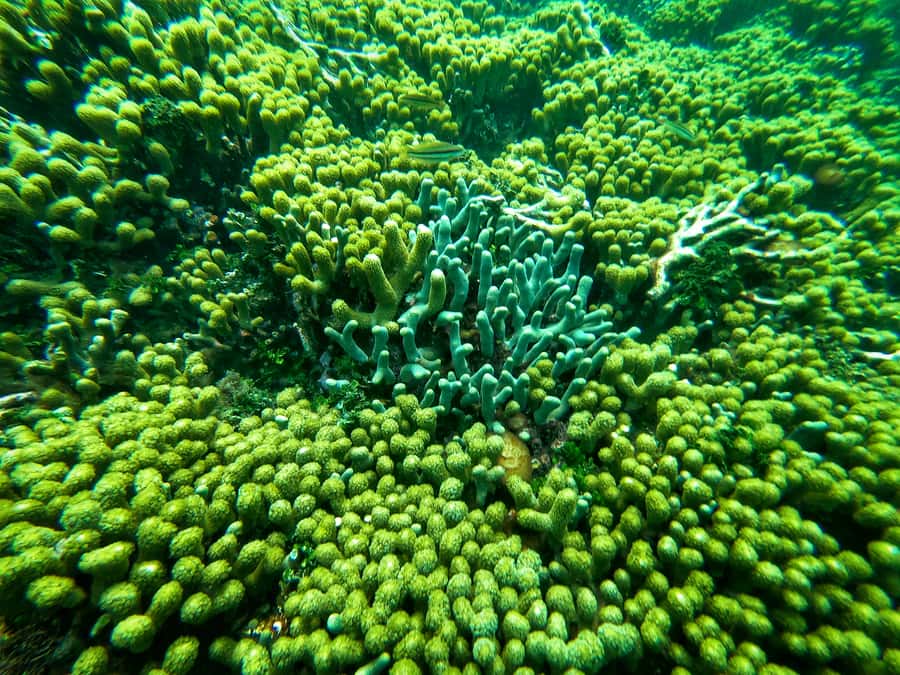 Cartagena: Rosario Island and Mangroves Private Day Trip - Rosario Islands: What Snorkeling Really Feels Like Here